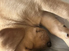 Labrador Retriever