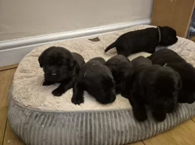 Labrador Retriever