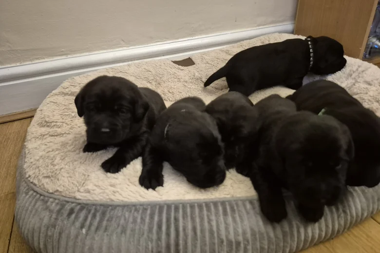 Labrador Retriever