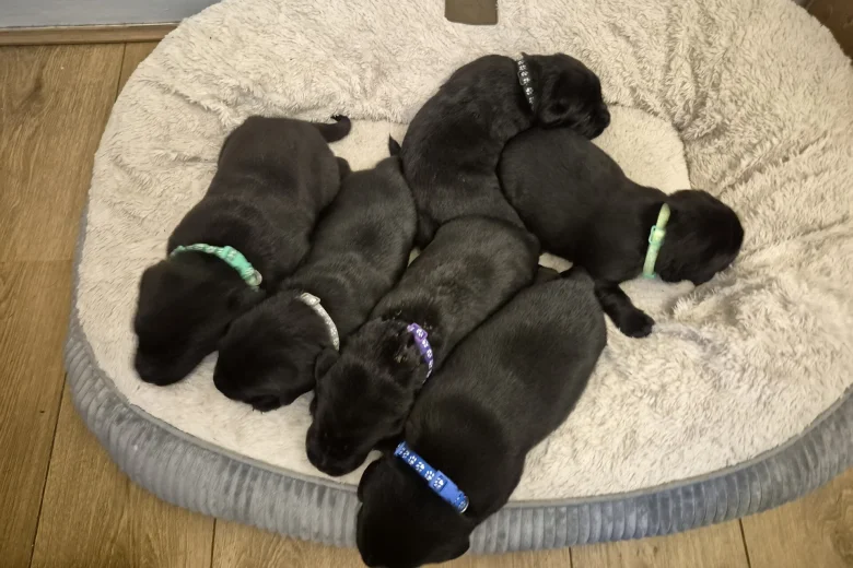 Labrador Retriever