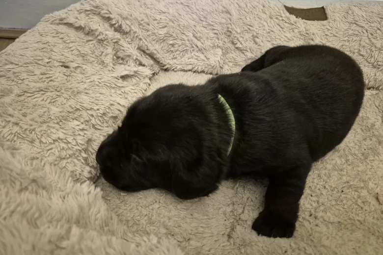 Labrador Retriever