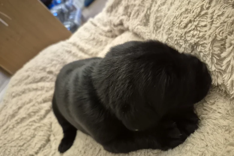 Labrador Retriever