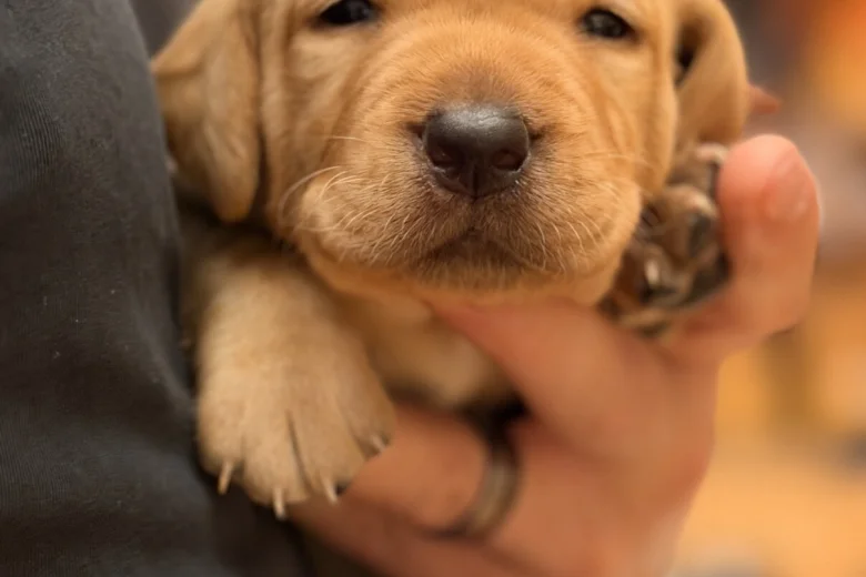 Labrador Retriever
