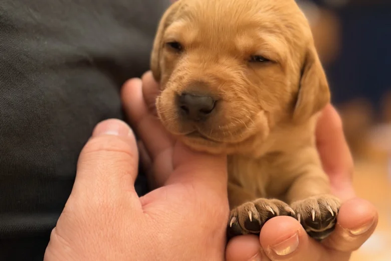 Labrador Retriever