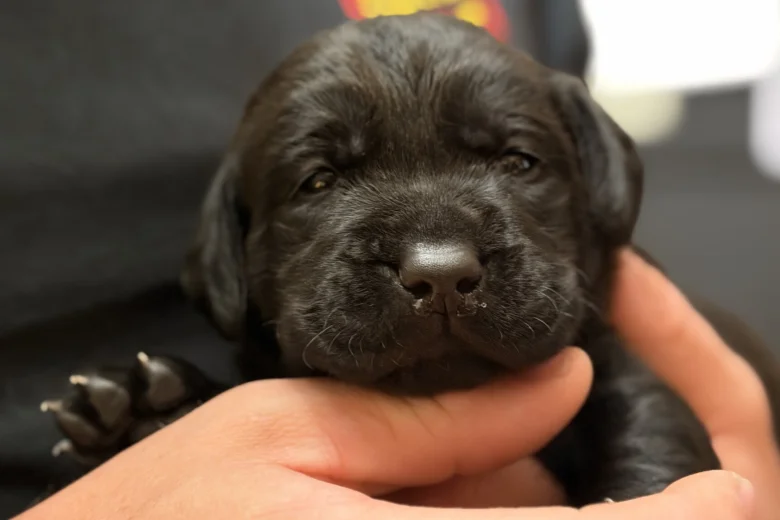 Labrador Retriever
