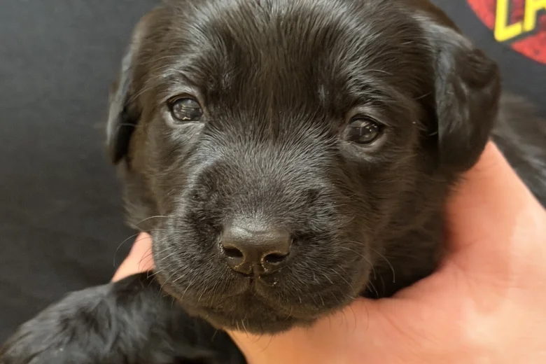 Labrador Retriever