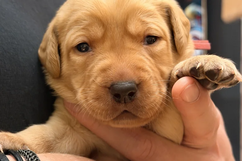 Labrador Retriever