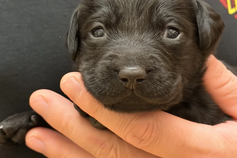 Labrador Retriever