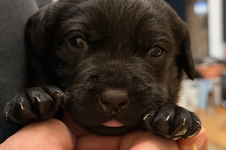 Labrador Retriever