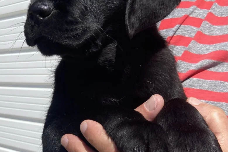 Labrador Retriever