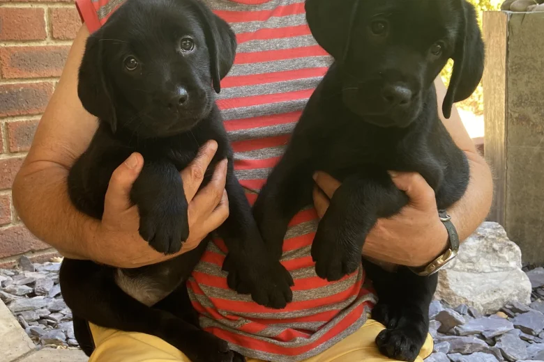 Labrador Retriever