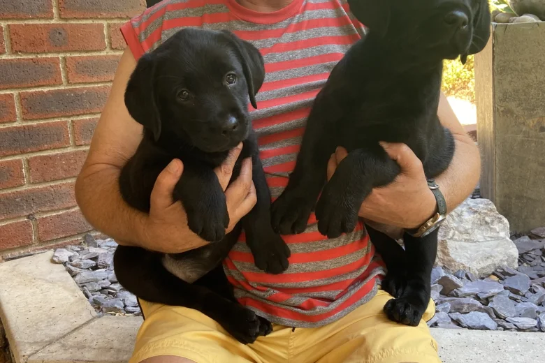Labrador Retriever