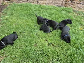 Labrador Retriever