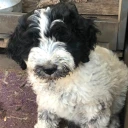Lagotto Romagnolo
