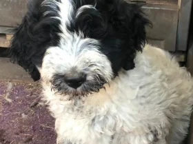 Lagotto Romagnolo