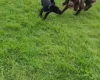 Sprocker Spaniel