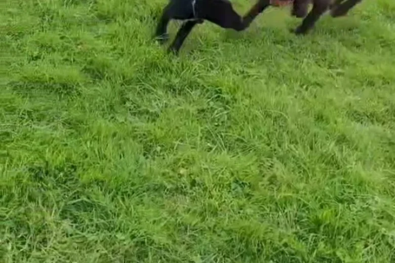 Sprocker Spaniel