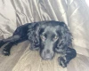 Sprocker Spaniel