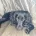 Sprocker Spaniel