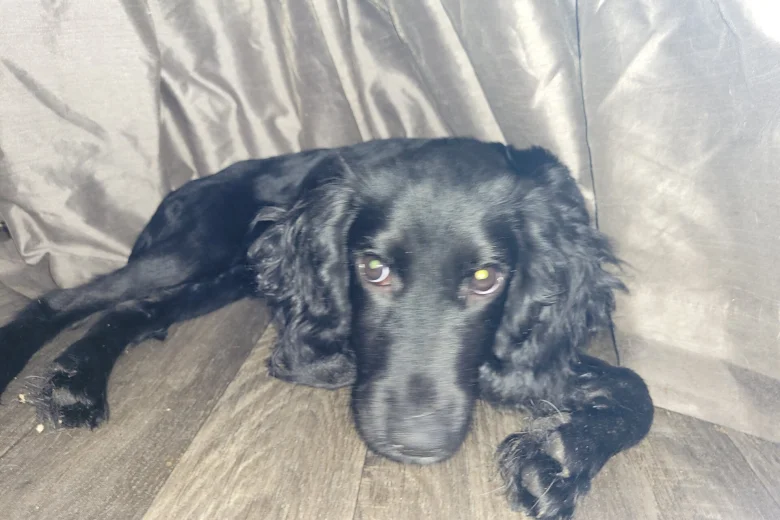 Sprocker Spaniel