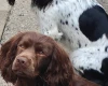 Sprocker Spaniel