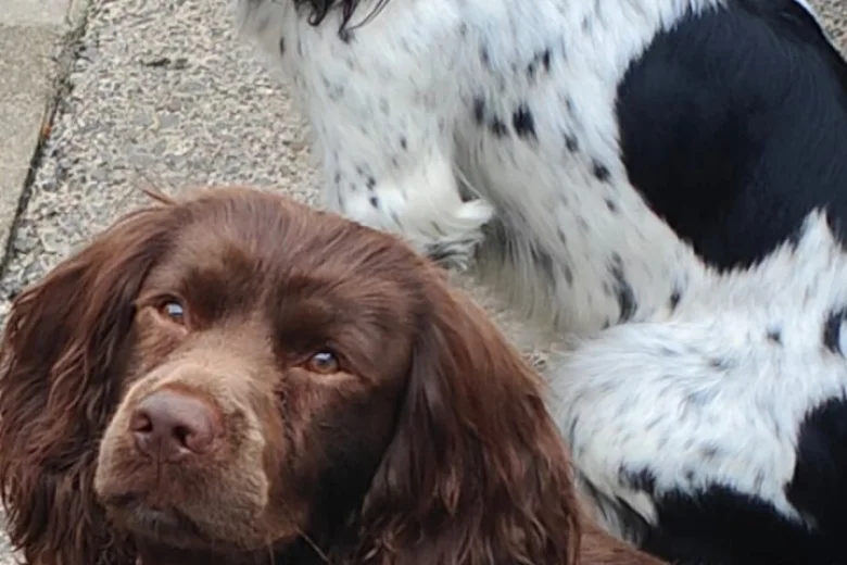 Sprocker Spaniel