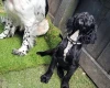 Sprocker Spaniel