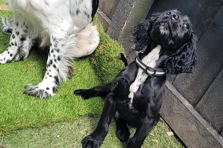 Sprocker Spaniel