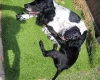 Sprocker Spaniel