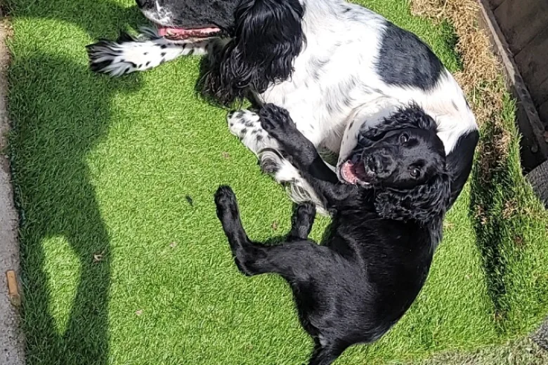 Sprocker Spaniel