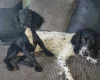 Sprocker Spaniel