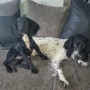 Sprocker Spaniel