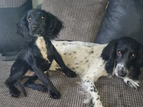 Sprocker Spaniel