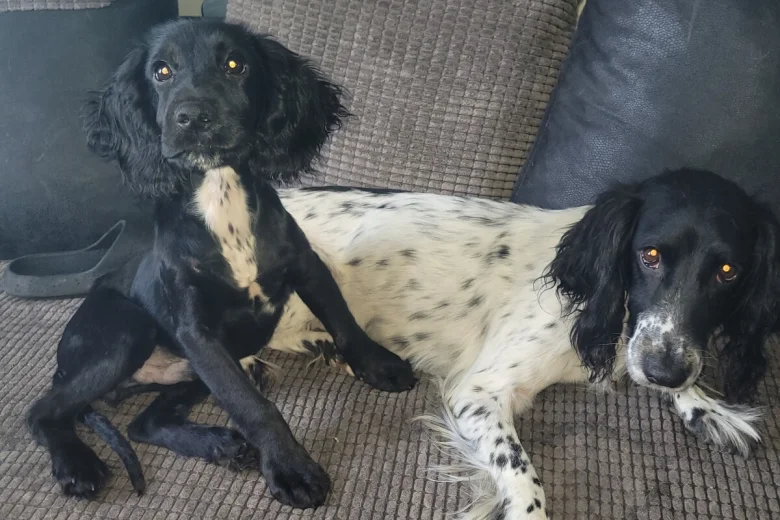 Sprocker Spaniel