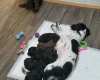 Sprocker Spaniel