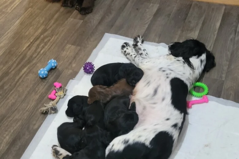 Sprocker Spaniel