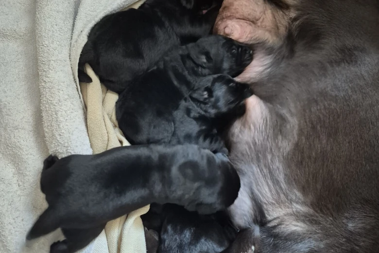 Labrador Retriever