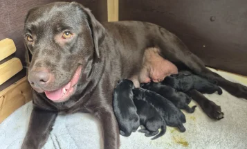 Labrador Retriever