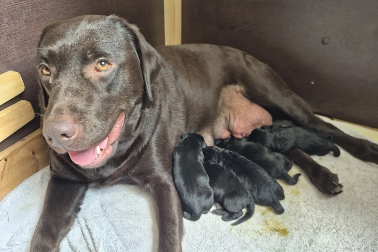 Labrador Retriever