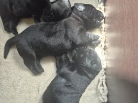 Labrador Retriever
