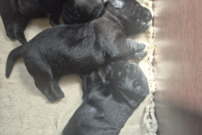 Labrador Retriever