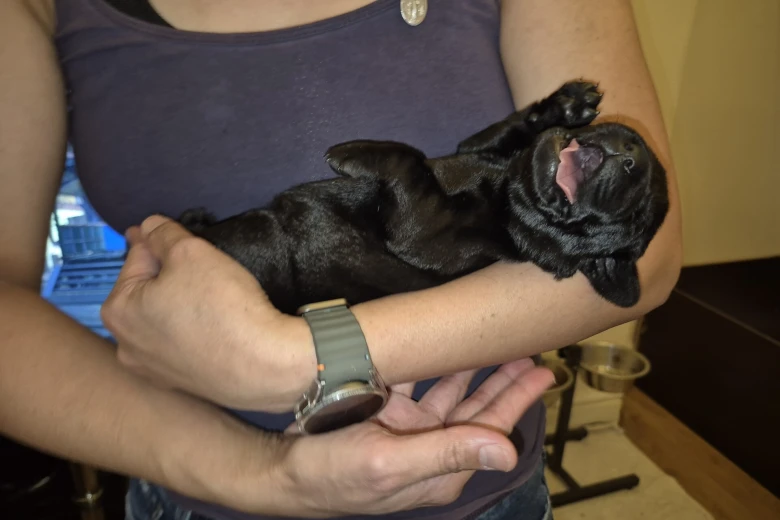 Labrador Retriever