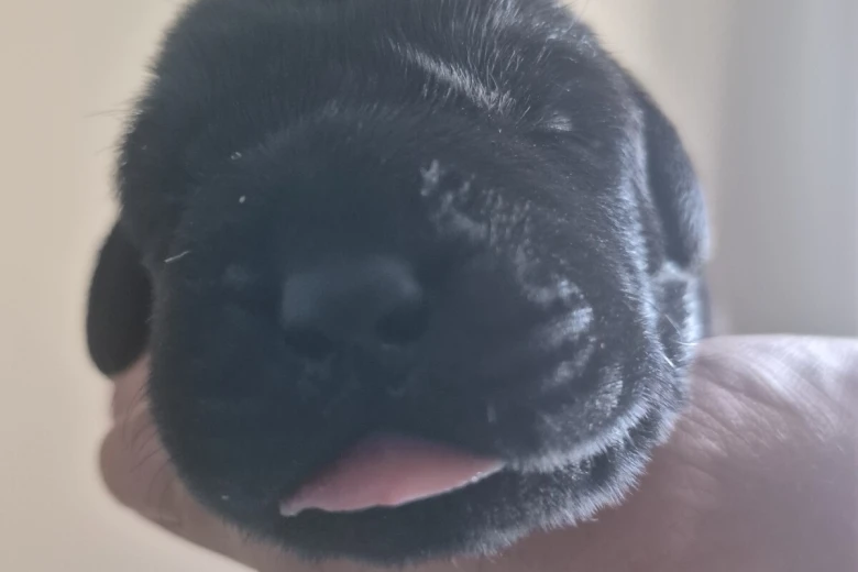 Labrador Retriever
