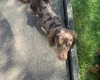 Dachshund (Miniature Long Haired)