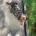 Dachshund (Miniature Long Haired)