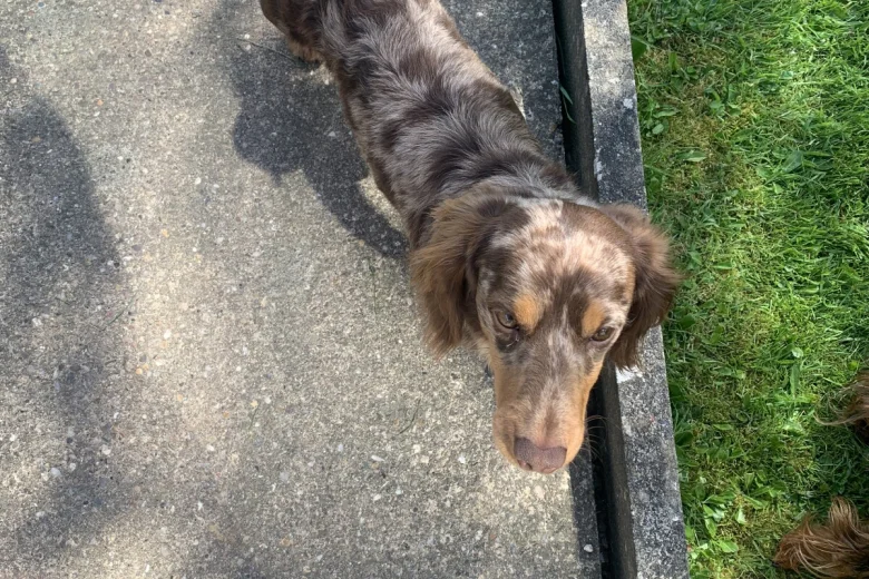 Dachshund (Miniature Long Haired)