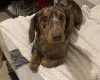 Dachshund (Miniature Long Haired)