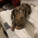 Dachshund (Miniature Long Haired)