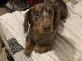 Dachshund (Miniature Long Haired)