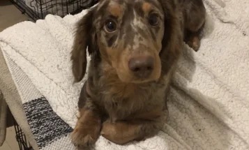 Dachshund (Miniature Long Haired)